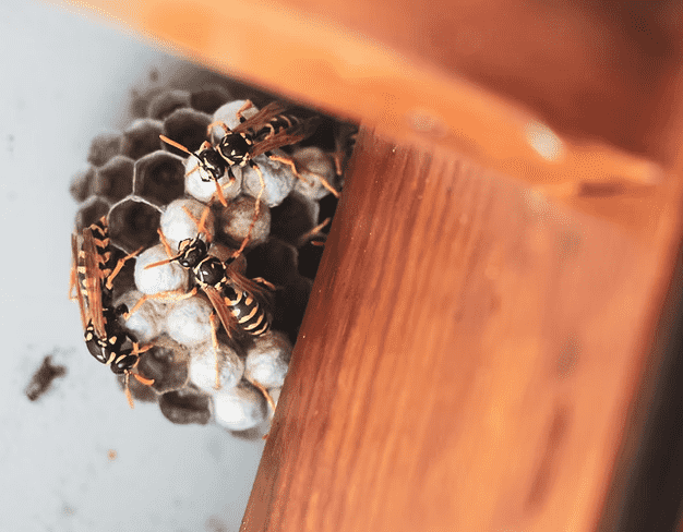 darázsirtás Balaton