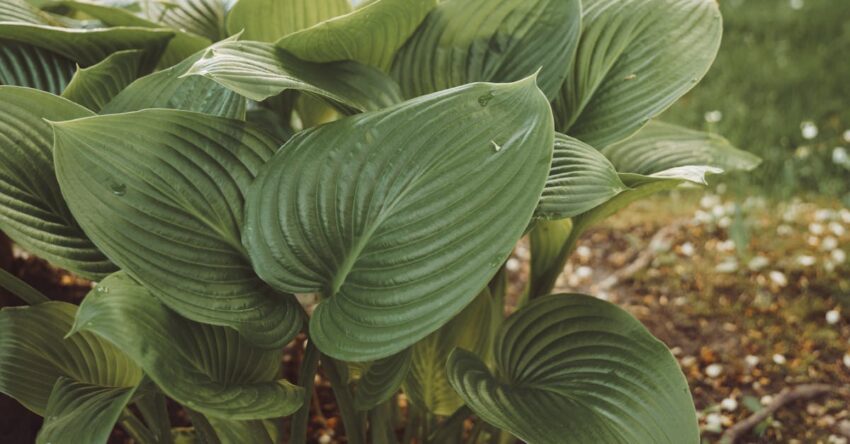 árnyékos helyet kedvelő növények: zöld oázis kertépítés nélkül